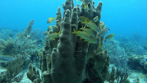 Bautismo de buceo en San Andrés - Foto 3