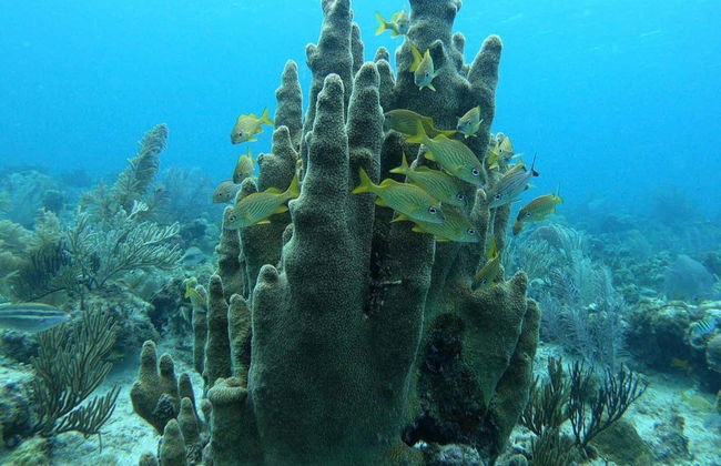 Baptême de plongée à San Andrés - Photo 2