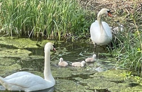 Zum Böhmen Ferienwohnung Elisabeth Ferienhaus am See - Urlaub Ferien in Bad Langensalza - Foto 23
