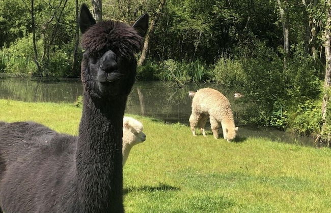 Oak Cottage - Foto 19