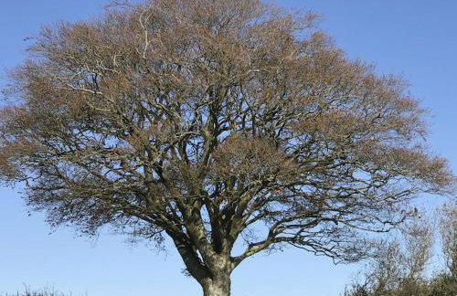 Novelist Shepherd's hut - Foto 19