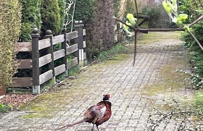 Holiday Home Warmenhuizen Near Dunes - Foto 28