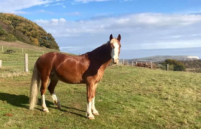 Queen Bower Farm Lodge - Foto 15