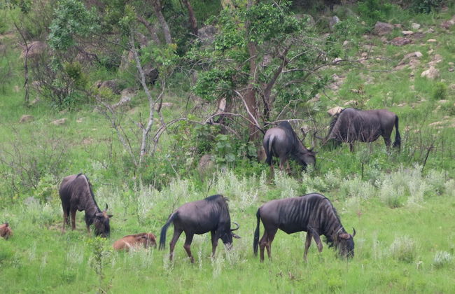 AtNature Luxury Self Catering Cottages - Foto 46