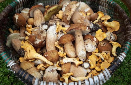 Dom na Kresach Grzybowszczyzna - Photo 37