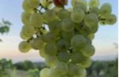 La vigne et la Loire - Foto 9