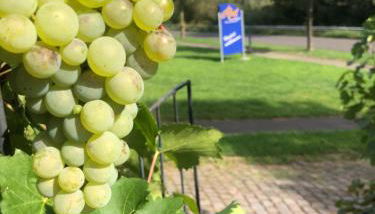 Haus Nummer 1, Moselblick - Foto 3