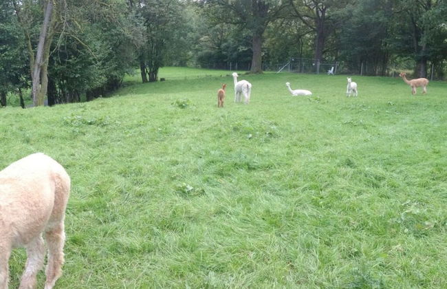 Holiday Apartment Alpakahof Blomberg - Foto 8