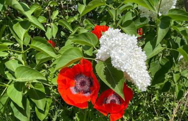 Bergchalet Löwenzahn - Foto 19