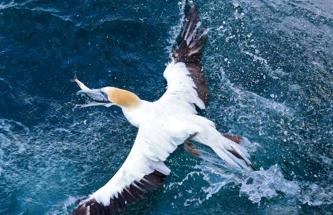 Spectacular Hilltop Retreat near Piha - Foto 44