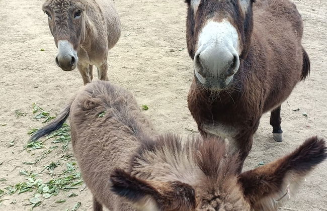 Quinta do Louredo - Photo 58