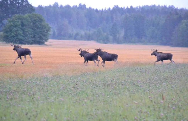 6 Person Holiday Home in Gotene-by Traum - Photo 8