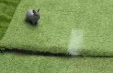 Montpellier : Jolie studio très calme - Foto 21