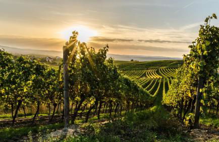 Mosel-Herz Trier Ferienhaus - Foto 24