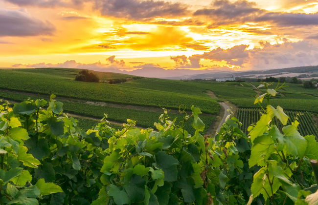 Tour del champán por Reims - Foto 1
