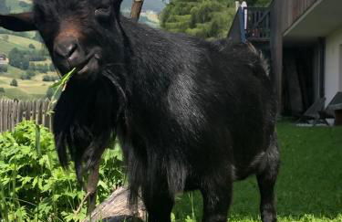 Planatschhof - Photo 59