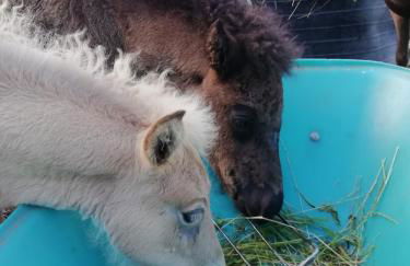 Ponyhof Adam Urlaub auf dem Bauernhof - Foto 25