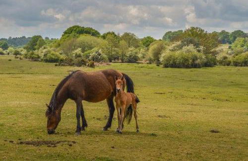 Forest Heath Holidays - Denphyl - Foto 16