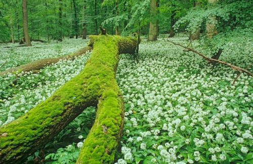 Ferienhäuser Oberdorla - Foto 76