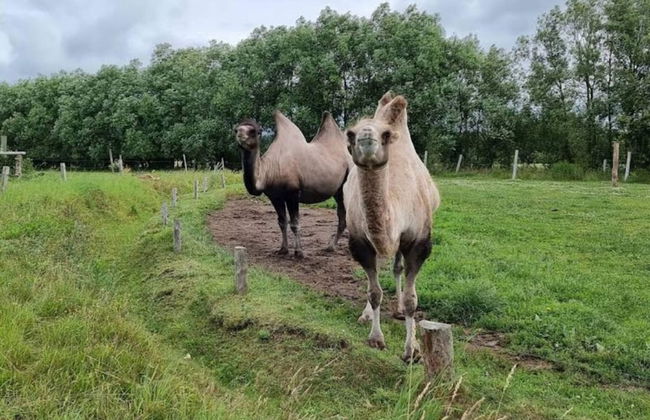 4 Person Holiday Home in Grevinge - Foto 16