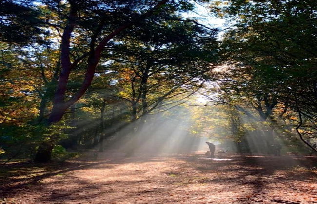 Bungalow in Bospark 't Wolfsven Near Nature - Photo 31