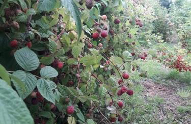 Komfortowy dom wakacyjny dla kilku rodzin - Foto 34