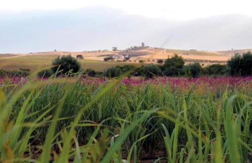 Monte de Palma- Quinta Biodinâmica Momentos Únicos - Foto 22