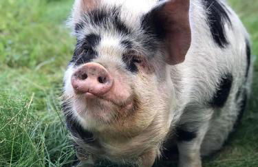 Lubblerhof - Foto 14