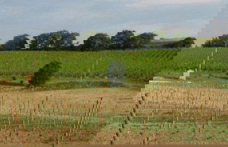 I Tre Filari - Foto 30