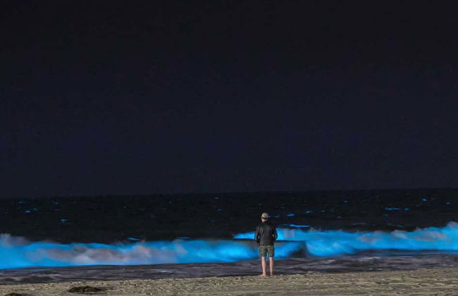 Tour del plancton bioluminescente in kayak ad Auckland - Foto 2