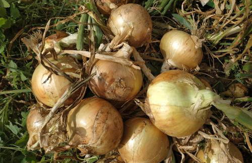 A Casa dos Avós - Alojamento Local - Foto 50