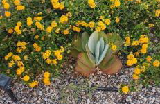 Agrilia - Foto 43