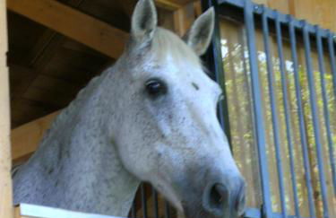 Ferienwohnung auf dem Erlebnisreiterhof Kreipl - Foto 10
