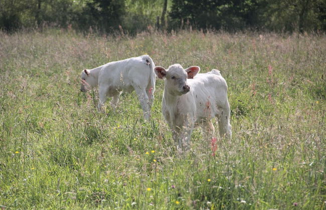 Sarl Logis du Grand Pin - Foto 75