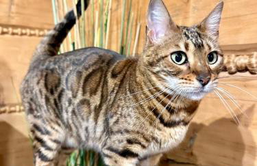 Chata w Szczyrku sauna & balia - Foto 23