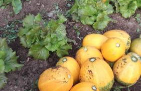 Cal Sadurní - Foto 46