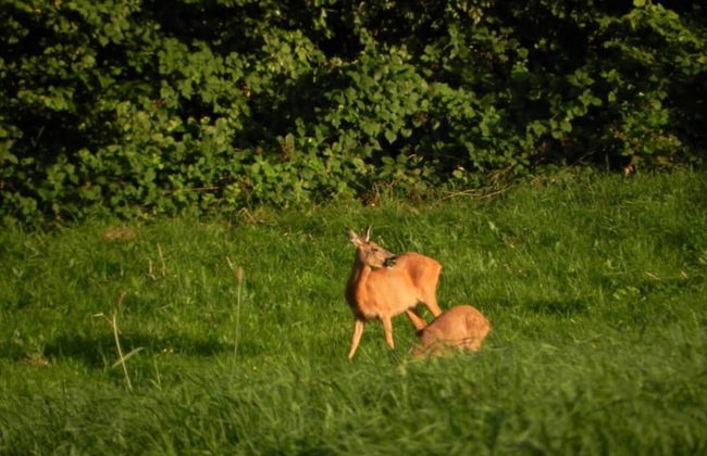 Rosselaer Villa With Pool - Foto 37