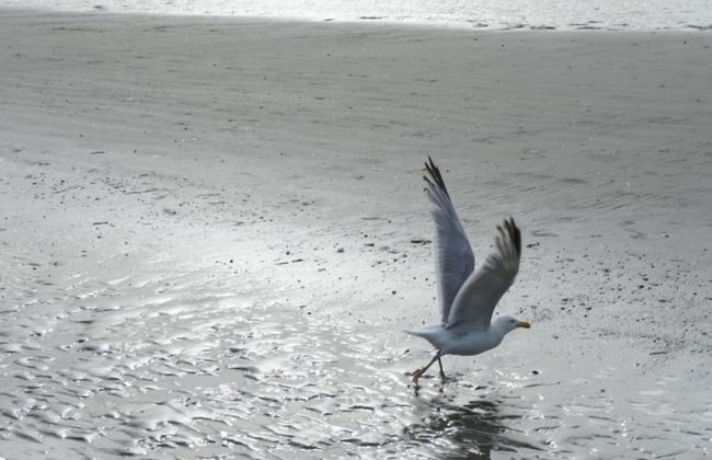 Apartment in Koksijde Near the Sea - Photo 27