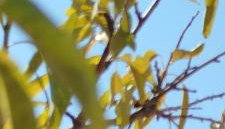 Nereids Apartments-Pronoe - Foto 2