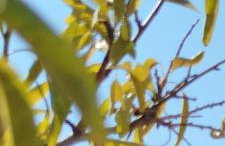 Nereids Apartments-Pronoe - Foto 2