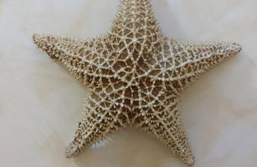 APARTAMENTO ESTRELLA SAUNA SPa JACUZZI - Photo 38