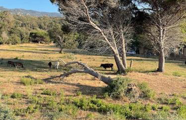 Mini villa agosta plage - Foto 31