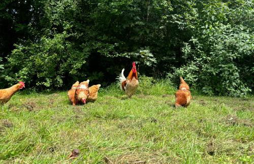 Ferienhof Hirsch - Foto 41