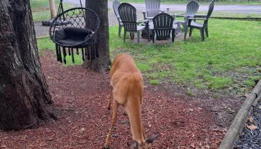 Fun Home in Pocono with Gameroom-Firpit-BBQ Grill-TV and AC in all rooms - Foto 5