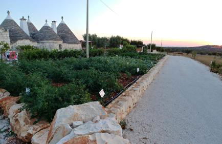 Trulli il Castagno - Foto 26