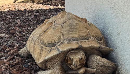 Serene Modern Home Backdoor with great WiFi, games, movies, patio seating and bbq Easy Access to North Joshua Tree National Park in 10 minutes - Photo 5
