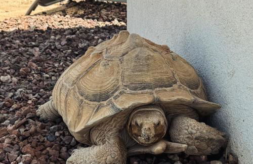 Serene Modern Home Backdoor with great WiFi, games, movies, patio seating and bbq Easy Access to North Joshua Tree National Park in 10 minutes - Foto 5