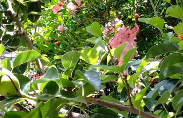 The house in nature SKG - Foto 30