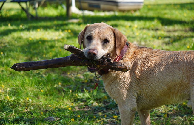 Kids Fun Farm Themed Bedroom in Cosy Cob Cottage - Foto 9