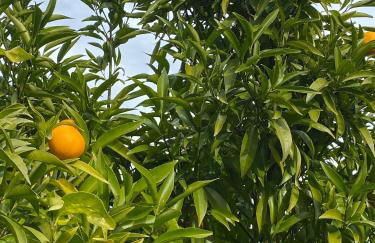 Maison au calme piscine mer au coeur de la nature U Nuciolu - Foto 37